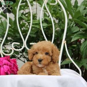 Reef, Miniature Poodle Puppy